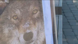Colorado man says he saw 2 grey wolves in his yard