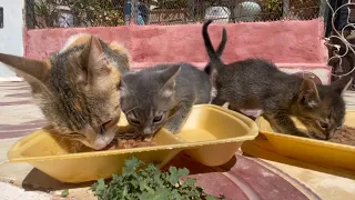 Mama cat asking for food for her hungry kittens.