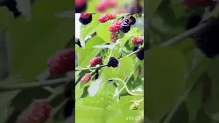 mulberries #harvest #tree #fruitlover #satisfying #shorts