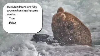 Brown Bear Sub Adults | Bear Cam Trivia Vol 4