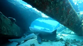 🦈Swimming with Sharks🦈     Mala Wharf, Maui Hawaii