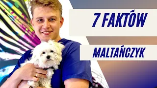 7 faktów - Maltańczyk.  Czy to pies dla Ciebie?