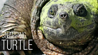 SNAPPING TURTLE is the most evil turtle in the world! Turtle vs porcupine, duck and cancer!