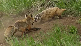 A fox and a badger fight in Yellowstone - the whole story