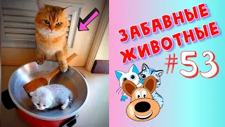 Приколы с Животными #53 / Смешные Животные / Приколы 2020 / Приколы про Животных / Лучшие Приколы