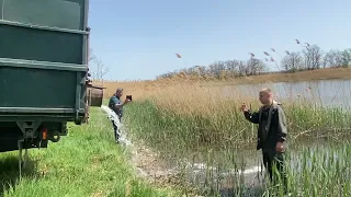 Новый день и новое место жительства для Карпа, Амура и Толстолоба🐟