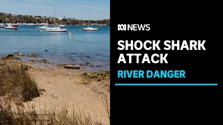 Shock shark attack in Perth's Swan River leaves man with serious leg injuries | ABC News