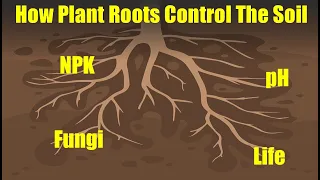The Rhizosphere: What is it & Why is it so Amazing!!!