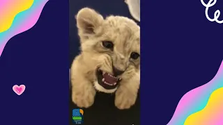 Lion Cub Roaring🦁 Volume Up🔊 Cuz It's Just Too Cute❤️