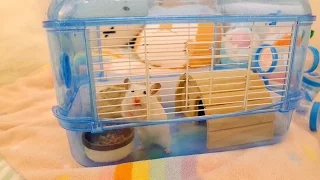 Vanilla's new cage (April fools! 😉)