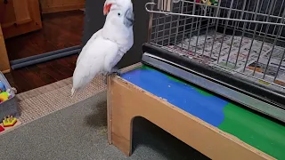 When Cockatoos Attack!!