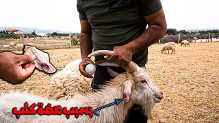 لو لم انتبه لخسرت ذكر الماعز😱/اخراج كتاكيت البراهما🐣/تسمية الماعز الصغير🐐