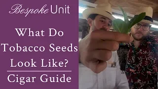 How Are Cigar Tobacco Seeds Planted & What Do They Look Like?