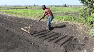 NO FRIO SEM CAMISA O AGRICULTOR "PIO" CUIDA DE 180 CANTEIROS DE HORTA SOZINHO | AGRICULTURA FAMILIAR