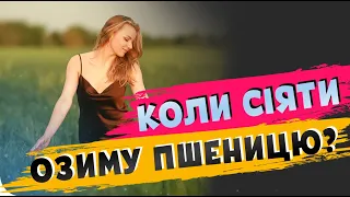 КОЛИ ПОЧИНАТИ СІЯТИ ОЗИМІ ЗЕРНОВІ?🌾🤔 Основи землеробства