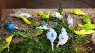 Beautiful Bird Wow very nice Parrot eating green food  #birds #food #itsmybirds