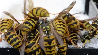 Honey Bees at the Mercy of Yellow Jacket Wasps In Cold Weather Dry Sugar Feeding