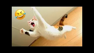 Funniest Animals 2024 😂 New Funny Cats and Dogs Videos 😻🐶