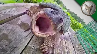 REALLY BAD Snapping Turtle Bite