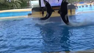 Аквариум, шоу касаток в  Лоро парке  часть 3.  Loro parque Tenerife 2019.