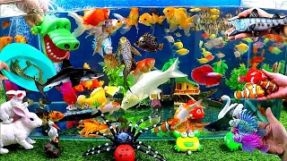 Cute Animals, Black Shark, Crocodile, Snake Fish, Crab, Lionfish, Goldfish, Turtle, Swordfish,Discus