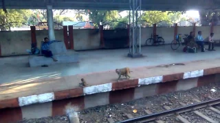 Railway track monkey Food Caching : Pimpri Station