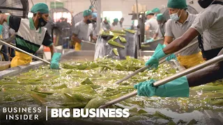 How 1.5 Million Aloe Vera Leaves Are Harvested A Week | Big Business