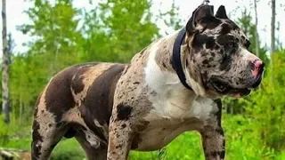 7 Pitbulls Con Colores Más Hermosos Del Mundo