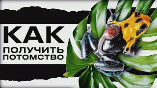 РАЗВЕДЕНИЕ ДРЕВОЛАЗОВ ДОМА 🐸 Рыбалтовский о секретах успеха