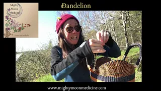 Lets make a Dandelion tincture!