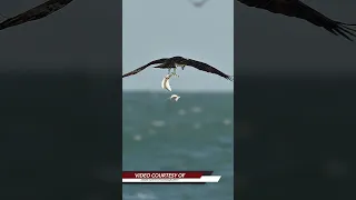 Amazing Osprey carries 3 fish into the sky but suddenly drops one back into the ocean.