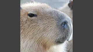 Capybara