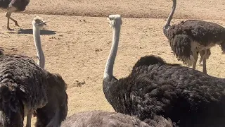 Minute Meditations/ Peek a Boo Ostrich