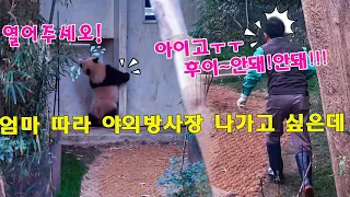 우리 루이바오 ,후이바오 엄마 따라 야외방사장 나가고 싶은데 🤣ㅋㅋㅋ막으려는 강바오님 바짝 긴장한거 같네요