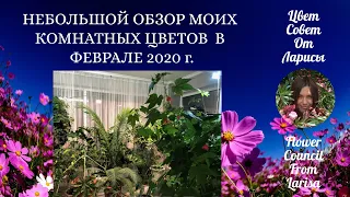 НЕБОЛЬШОЙ ОБЗОР МОИХ КОМНАТНЫХ ЦВЕТОВ ФЕВРАЛЬ 2020 ГОДА 4К