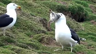 Gull swallows rabbit