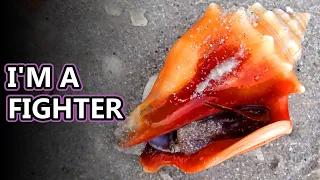 Conch facts: snails with attitude | Animal Fact Files