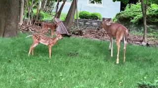 Two fawns cooing and nursing in my backyard  裏庭で双子の鹿の赤ちゃんがクークー言いながら授乳中