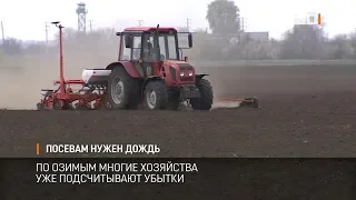 Посевам нужен дождь