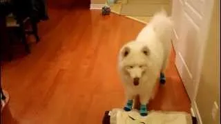 Samoyed in Socks
