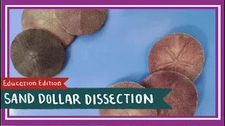 Sand Dollar Dissection || Doves of Peace [EDU]