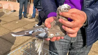 Ярмарка голубей г. Ташкент (06.03.2022) / Uzbek Pigeons / Usbekische tauben