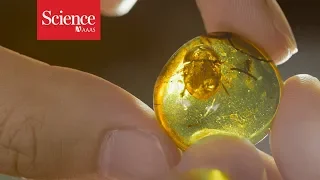 Fossils in amber offer an exquisite view on dinosaur times—and an ethical minefield