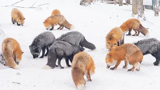 【Fox Village Japan winter🦊】Miyagi Zao Kitsunemura 🇯🇵 Travel Vlog