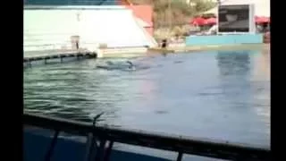 Attaque d'orque au Marineland d'Antibes/ Killer Whale attack trainer in France