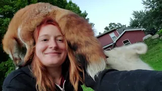 Camping with Finnegan Fox AND Dixiedo fox, Serafina fox, Floofala Fox, and a lot of cats