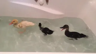 Baby ducks swimming in the bathtub