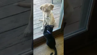 Dog and cat are best friends. Собака и кот друзья