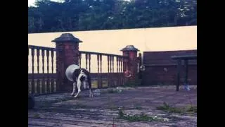 Springer Spaniel Plays With Bubbles