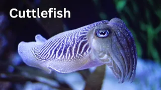 Cuttlefish-Fun Facts